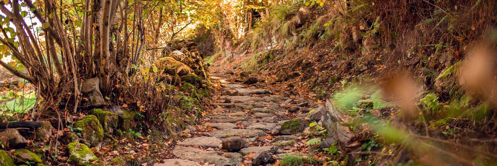 Smartworld Sky Arc Nature Trail